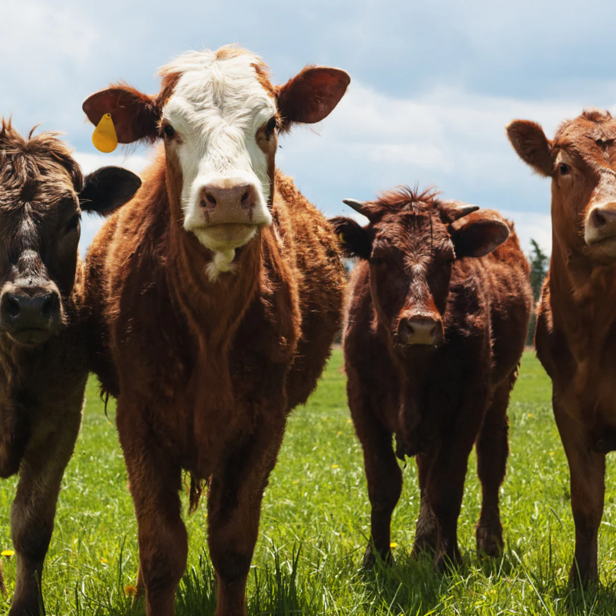 Cattle