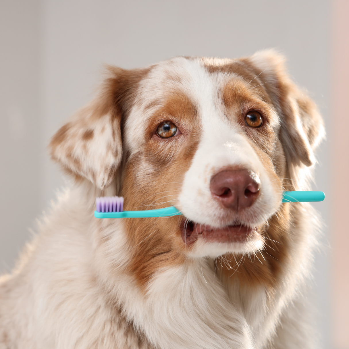 Dog Health & Pharmacy