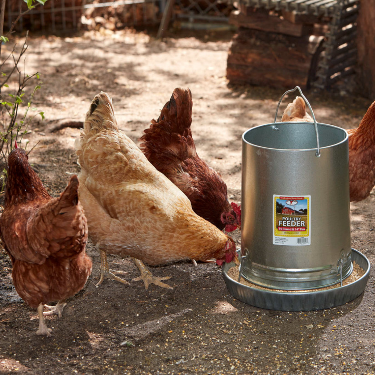Poultry Feeders & Founts