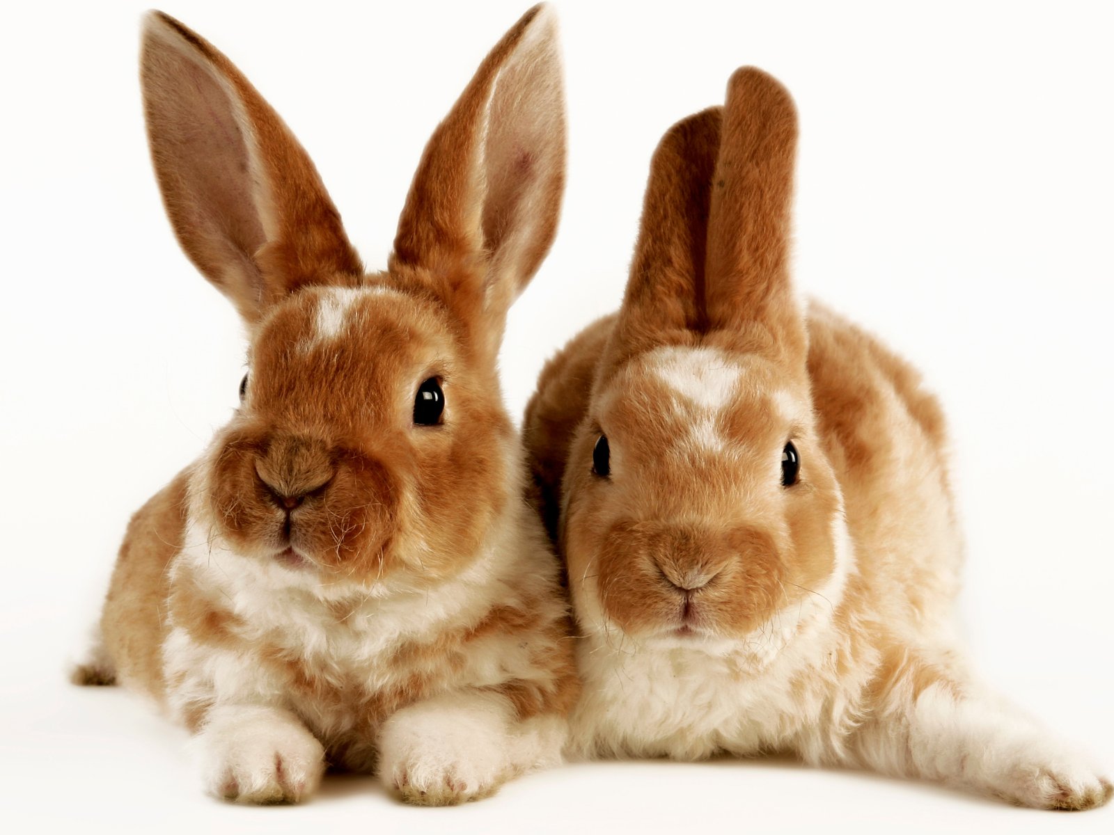 Rabbit