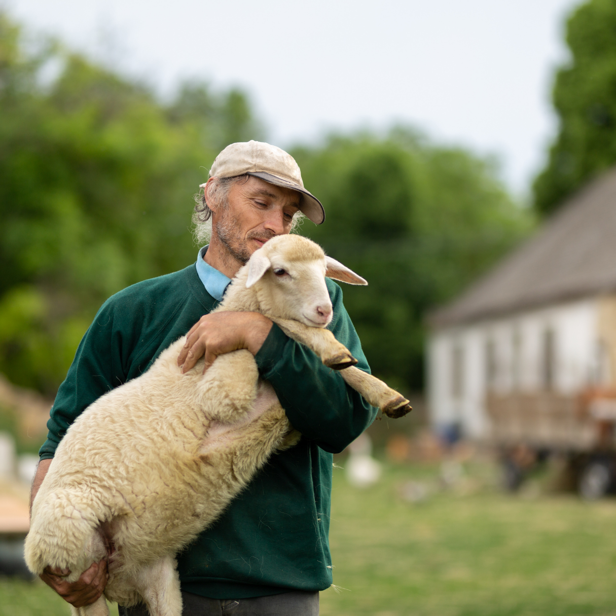 Sheep Health & Pharmacy