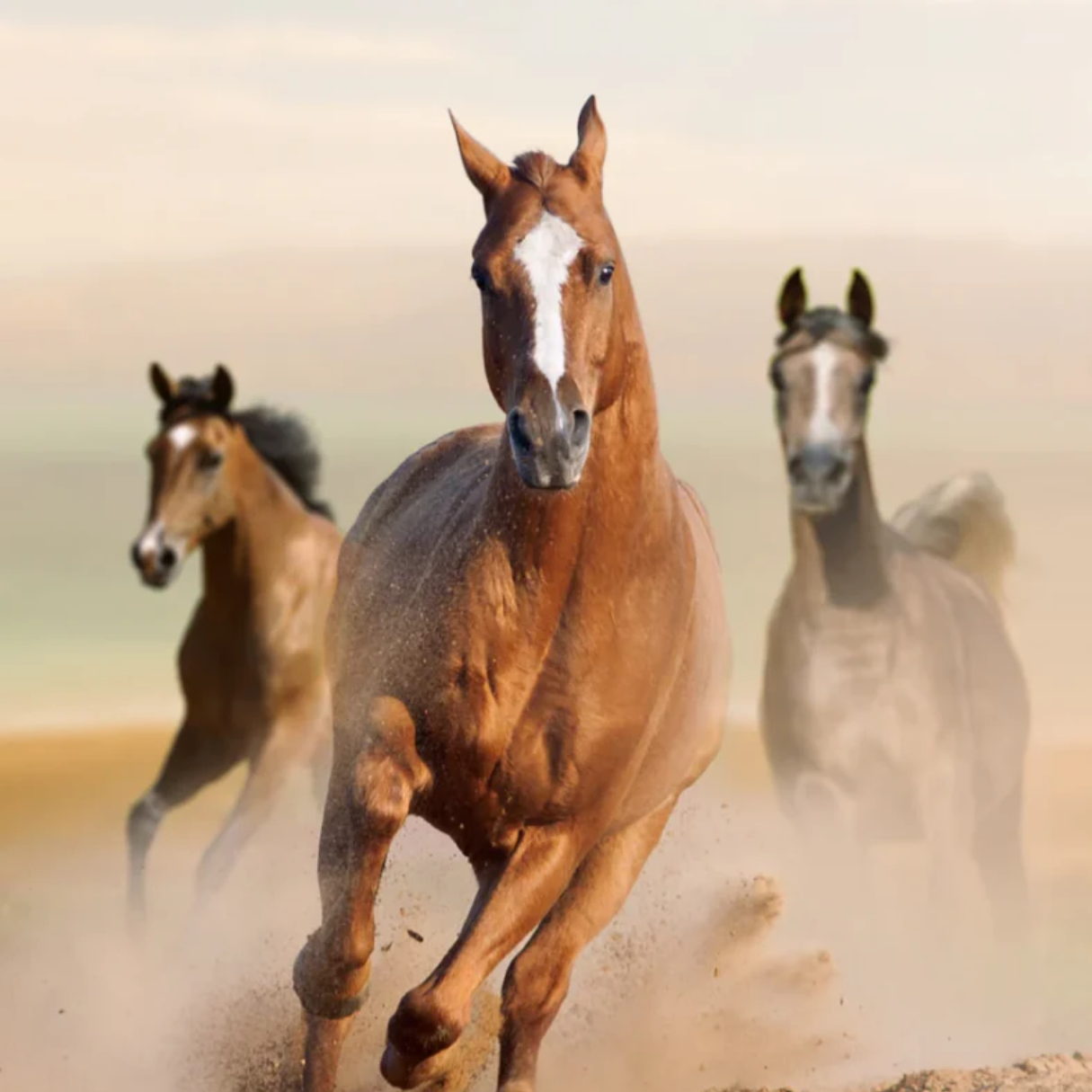 Horses