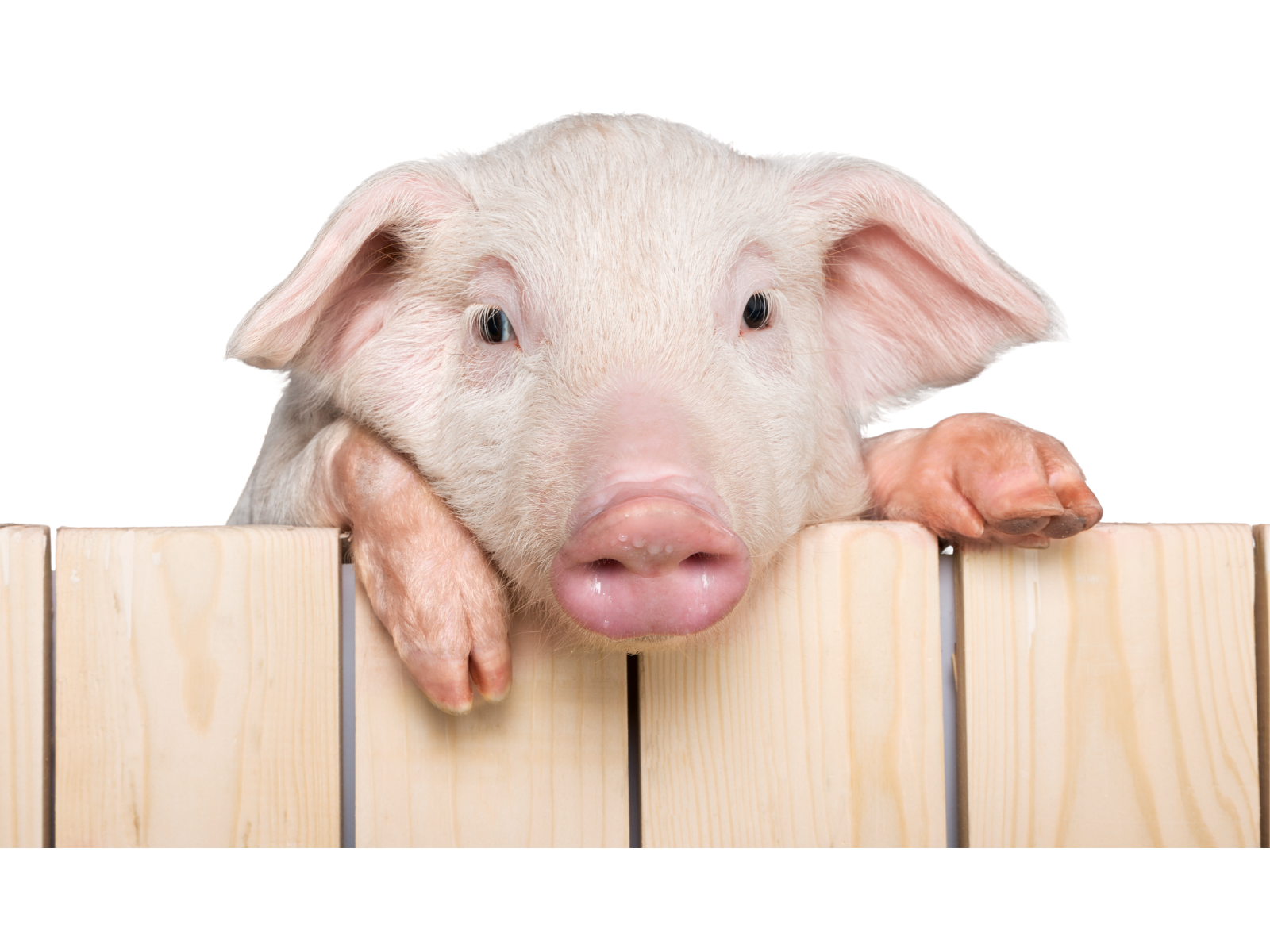 Pig