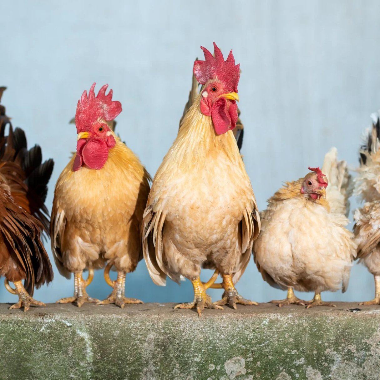 Poultry