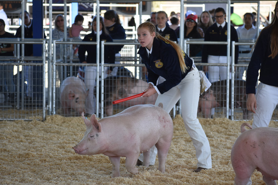 Whips, Sticks, Poppers