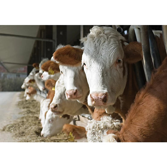 American Stockman Trace Mineral Salt Livestock Block, 50 lb