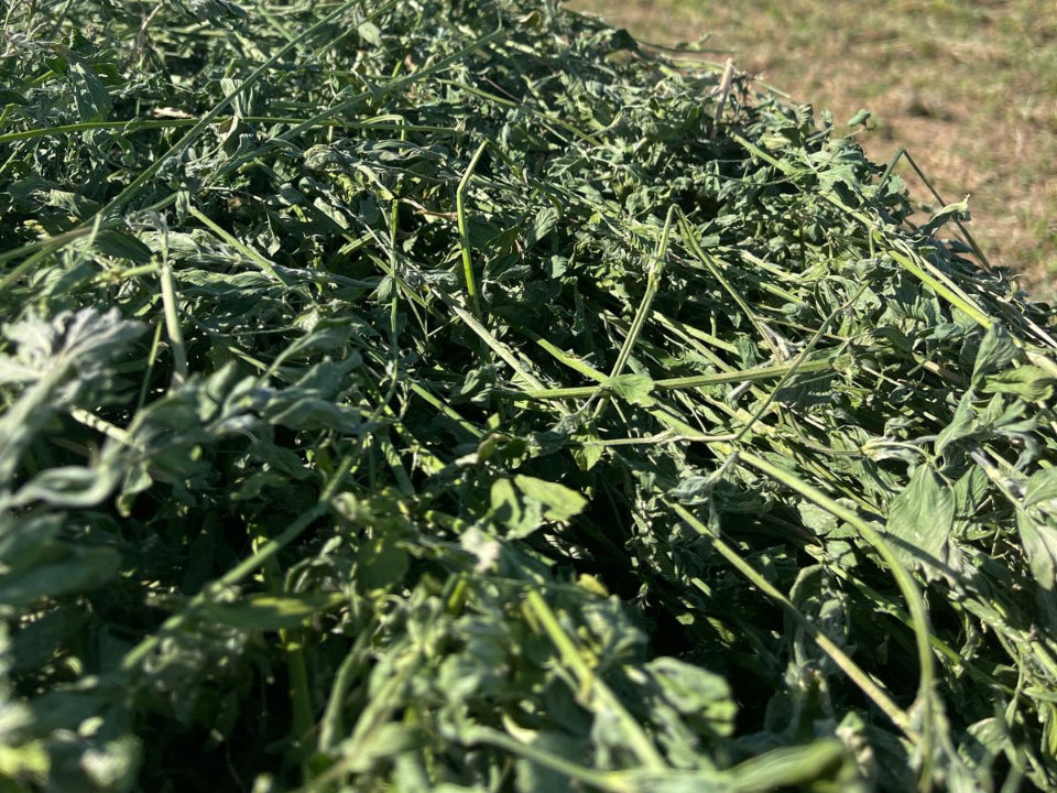 03. Soft Hay - <em>Never Stiff</em>