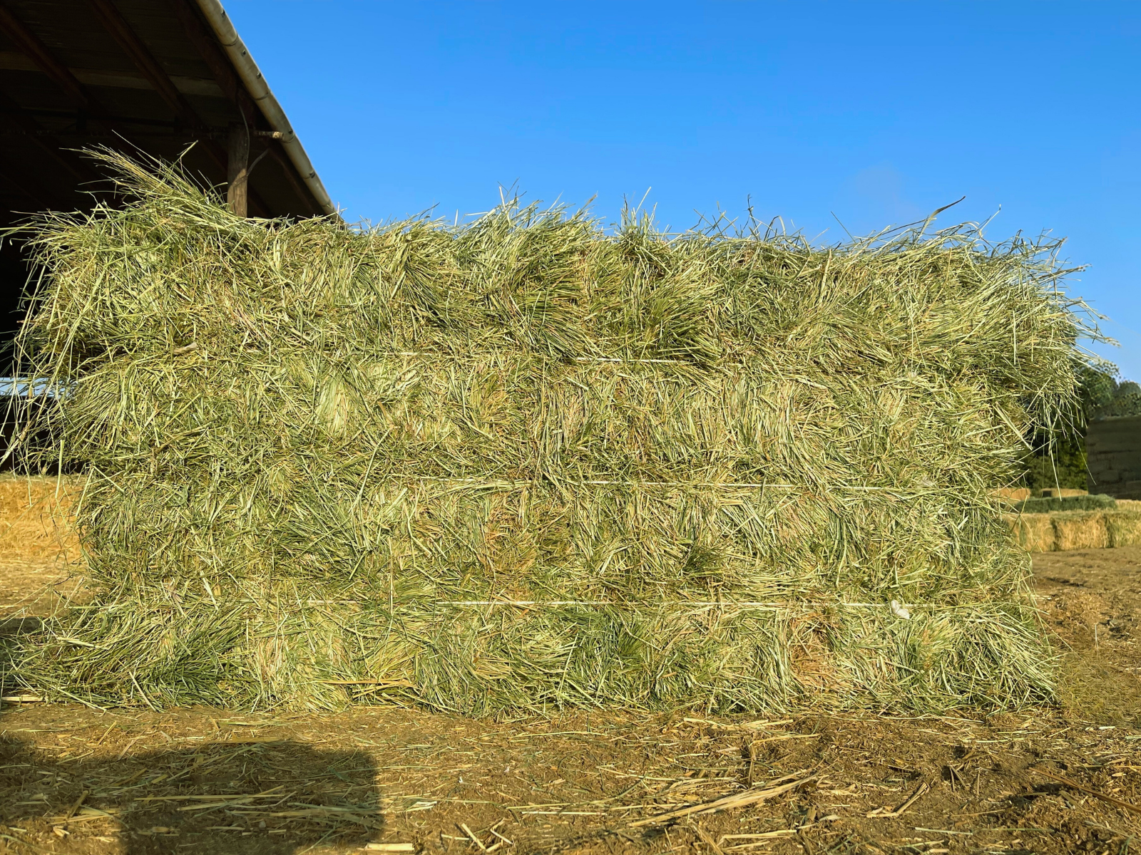 teff gras saatgut Teff Grass #1