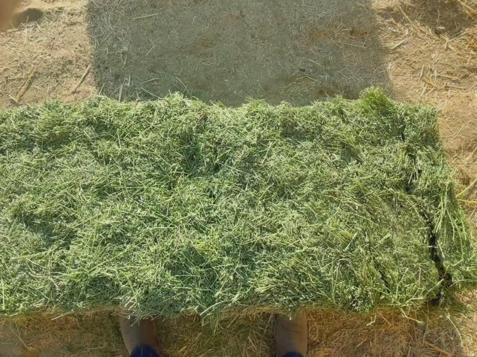 Load video: Alfalfa #1
