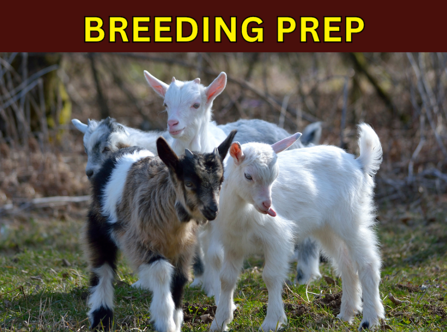 Breeding Prep
