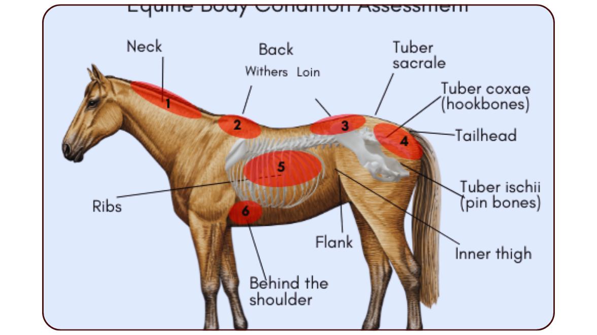 Body Condition Scoring:  Tuning Up for Spring Growth