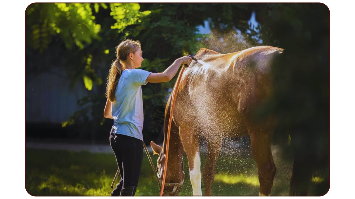 Anhidrosis: When Your Horse Stops Sweating