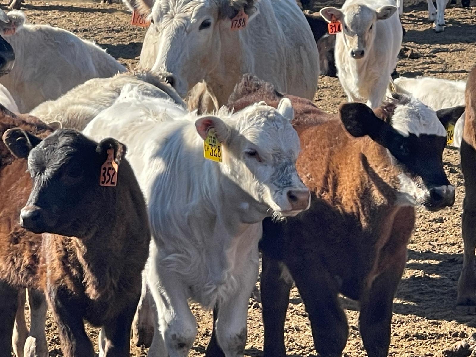 The Heart of Ranching: Calving Season – Tom's Hay Farm