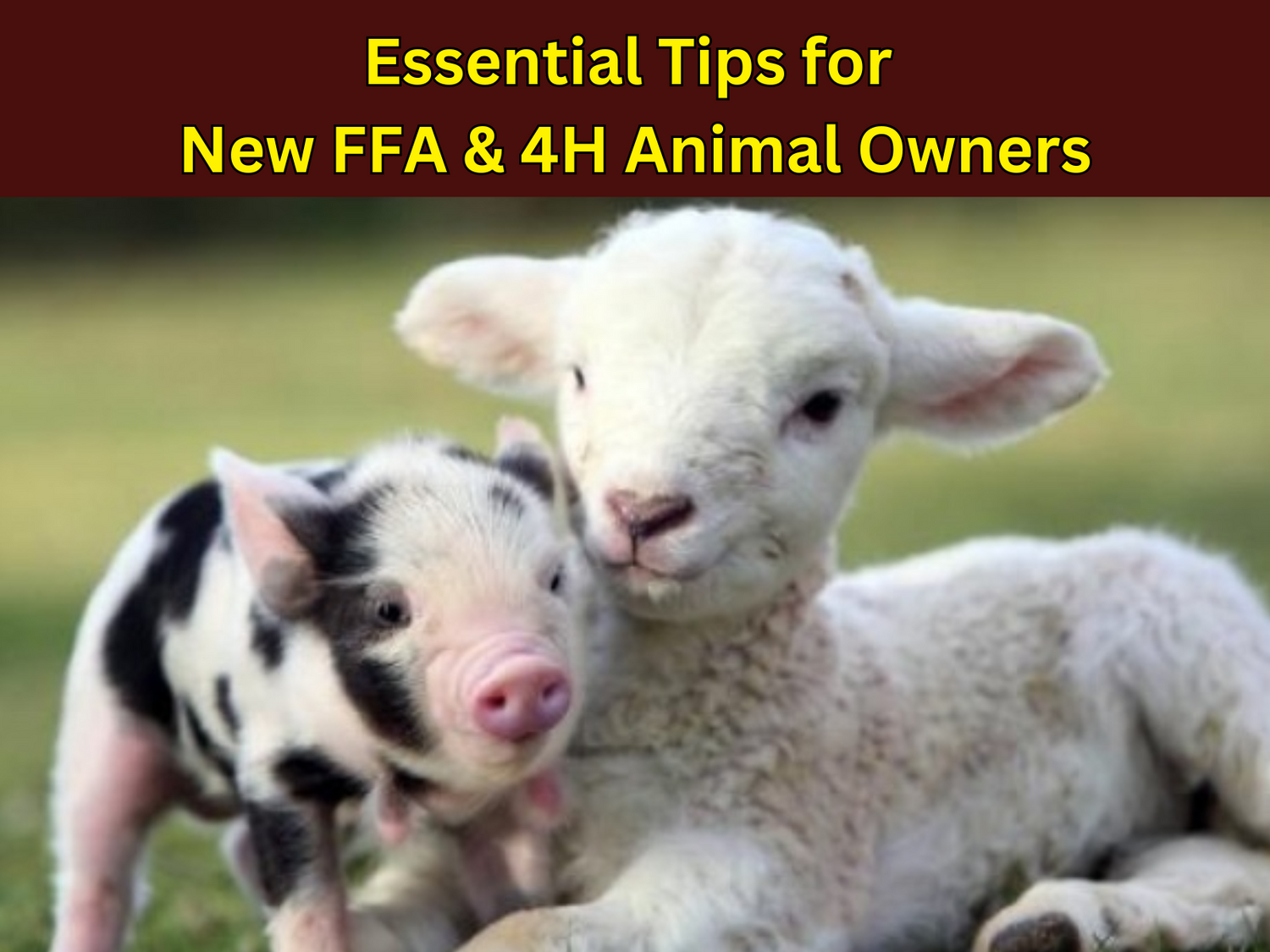 Essential Tips for New FFA & 4H Livestock Owners
