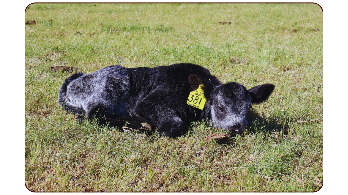 Calving: Winter Wonders in the Valley