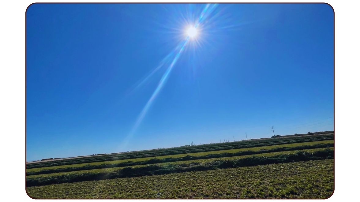 From Seed to Bale: Our November Hay Process