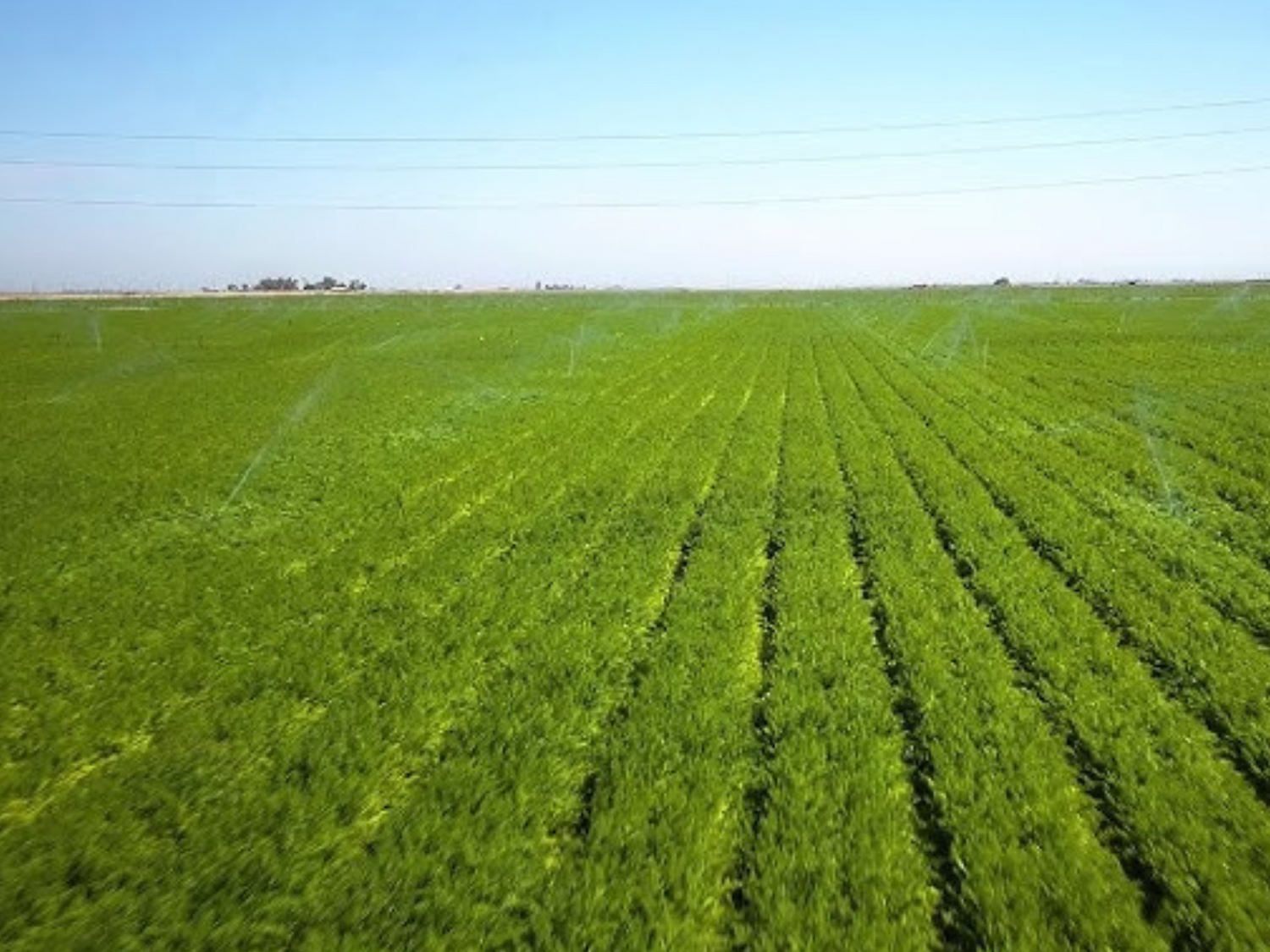 Imperial Valley in Full Swing