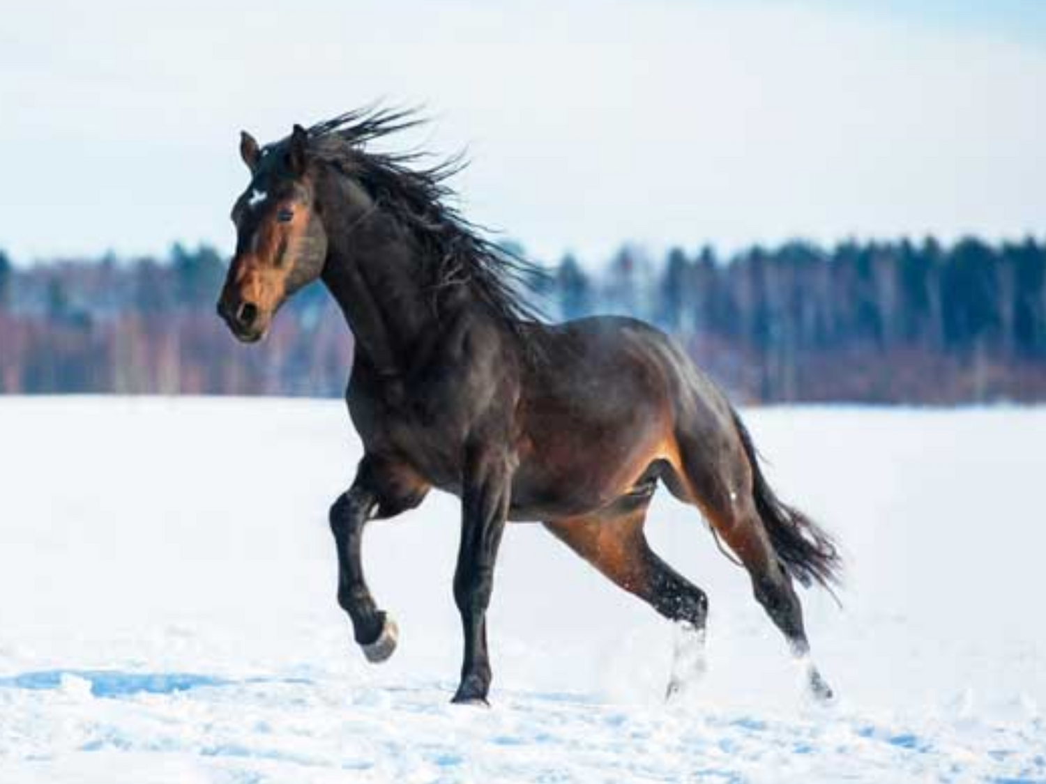 Adjusting Feed For Horses