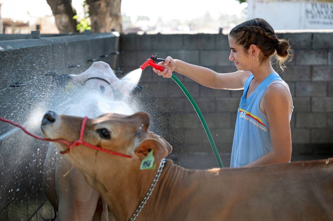 Cattle Grooming