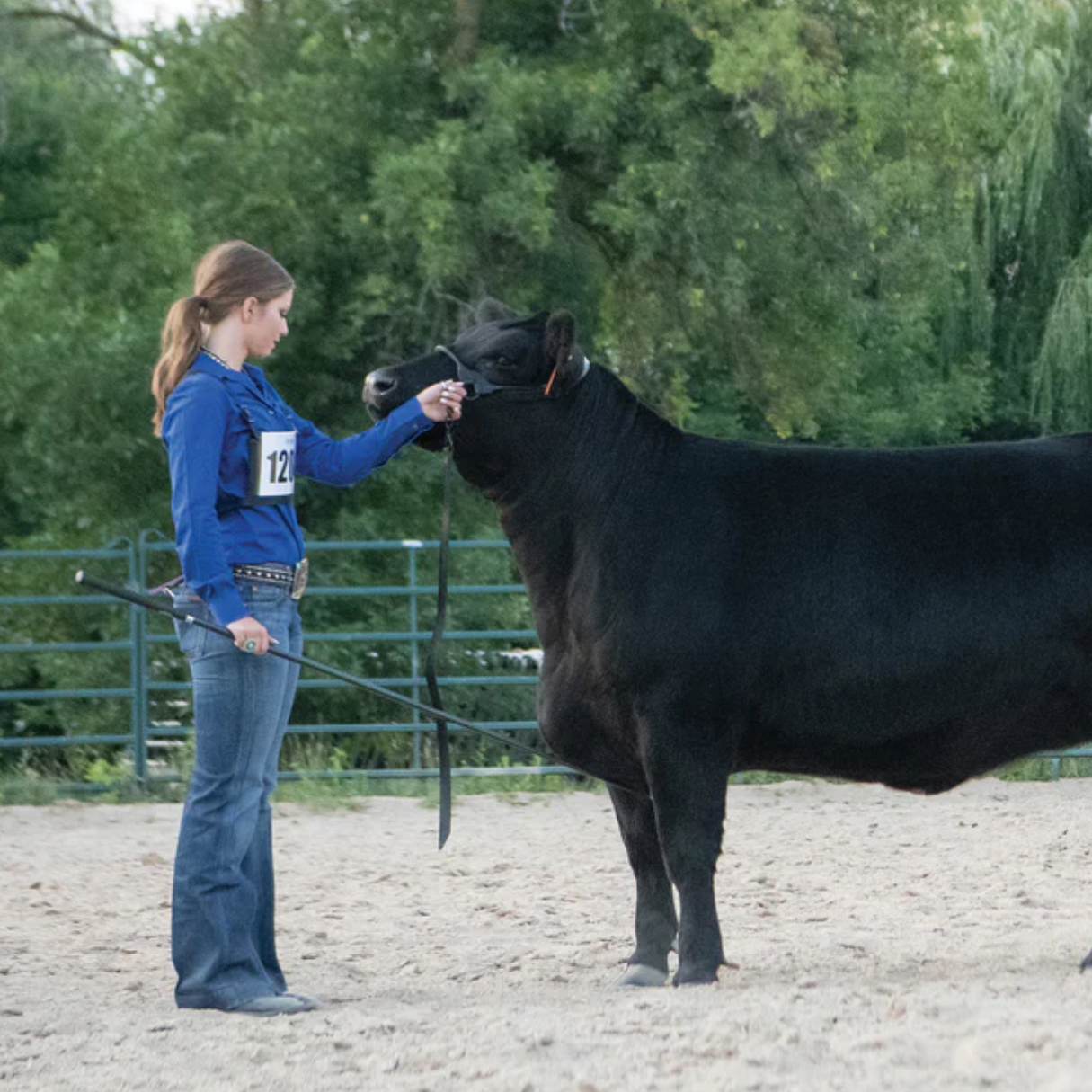 Cattle Show Sticks