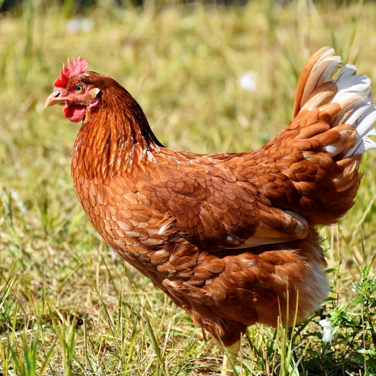 Chicken