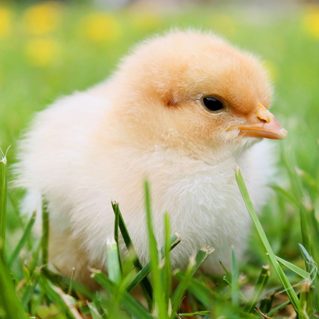 Chicks