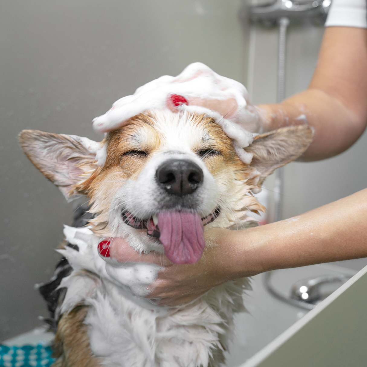 Dog Grooming