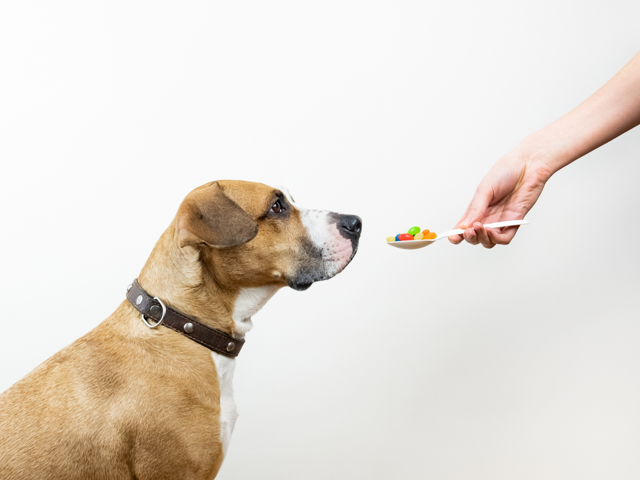 Dog Supplements