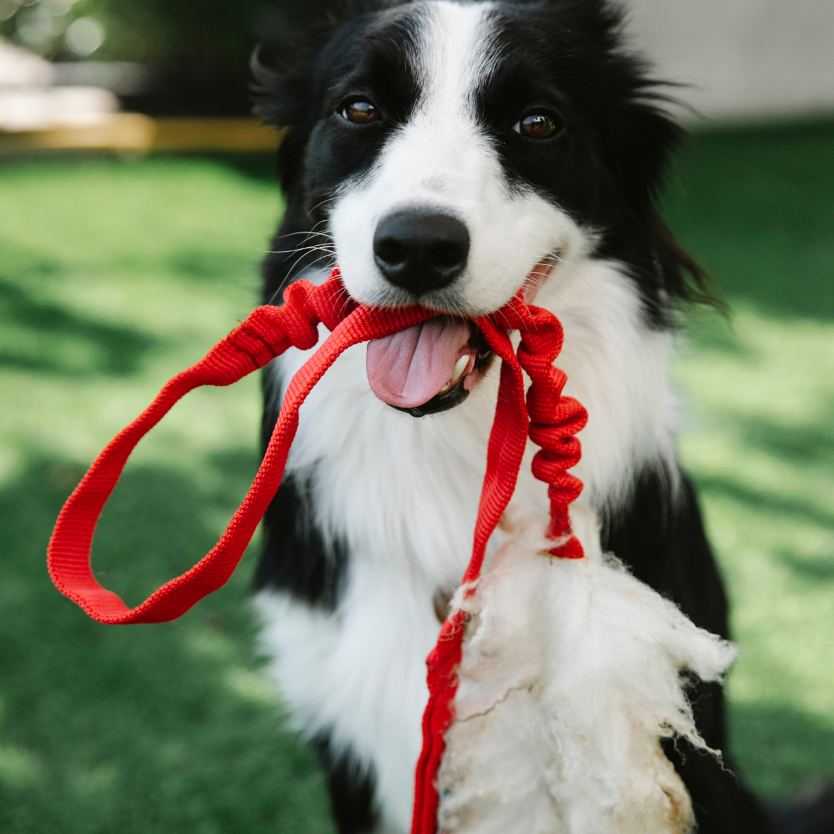 Dog Gear