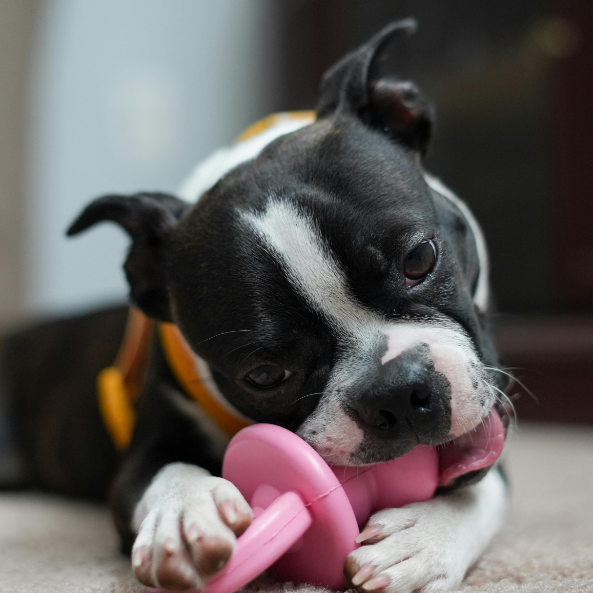 Dog Toys