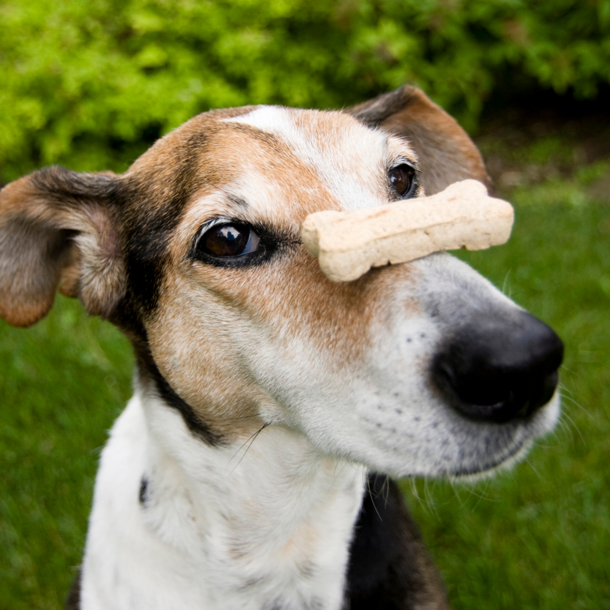 Dog Treats