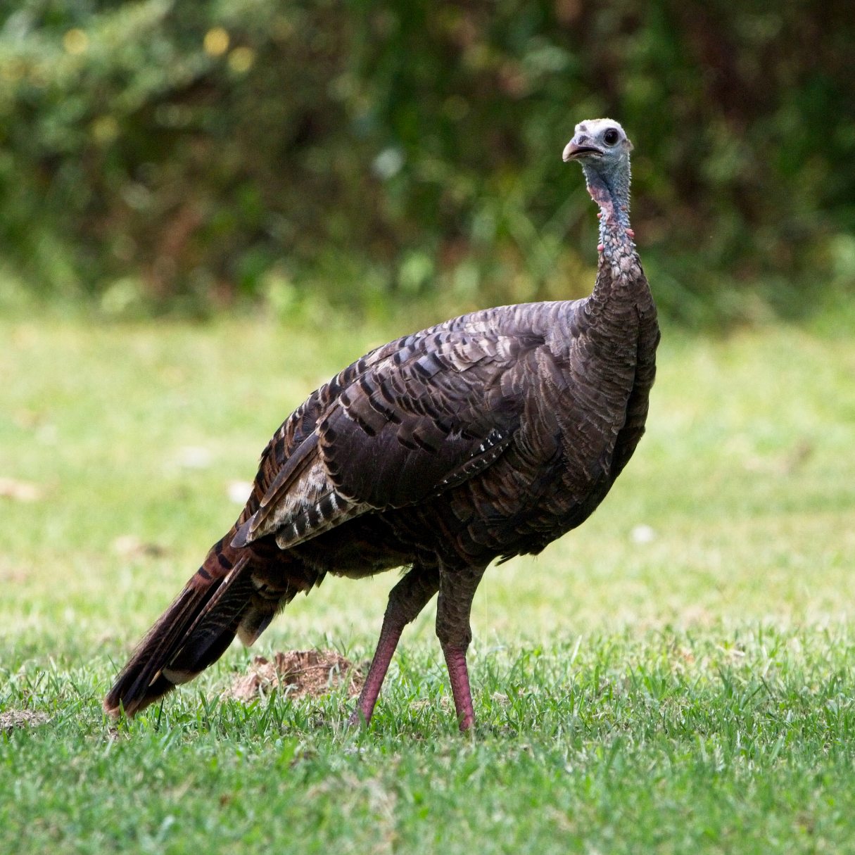 Game Birds – Tom's Hay Farm