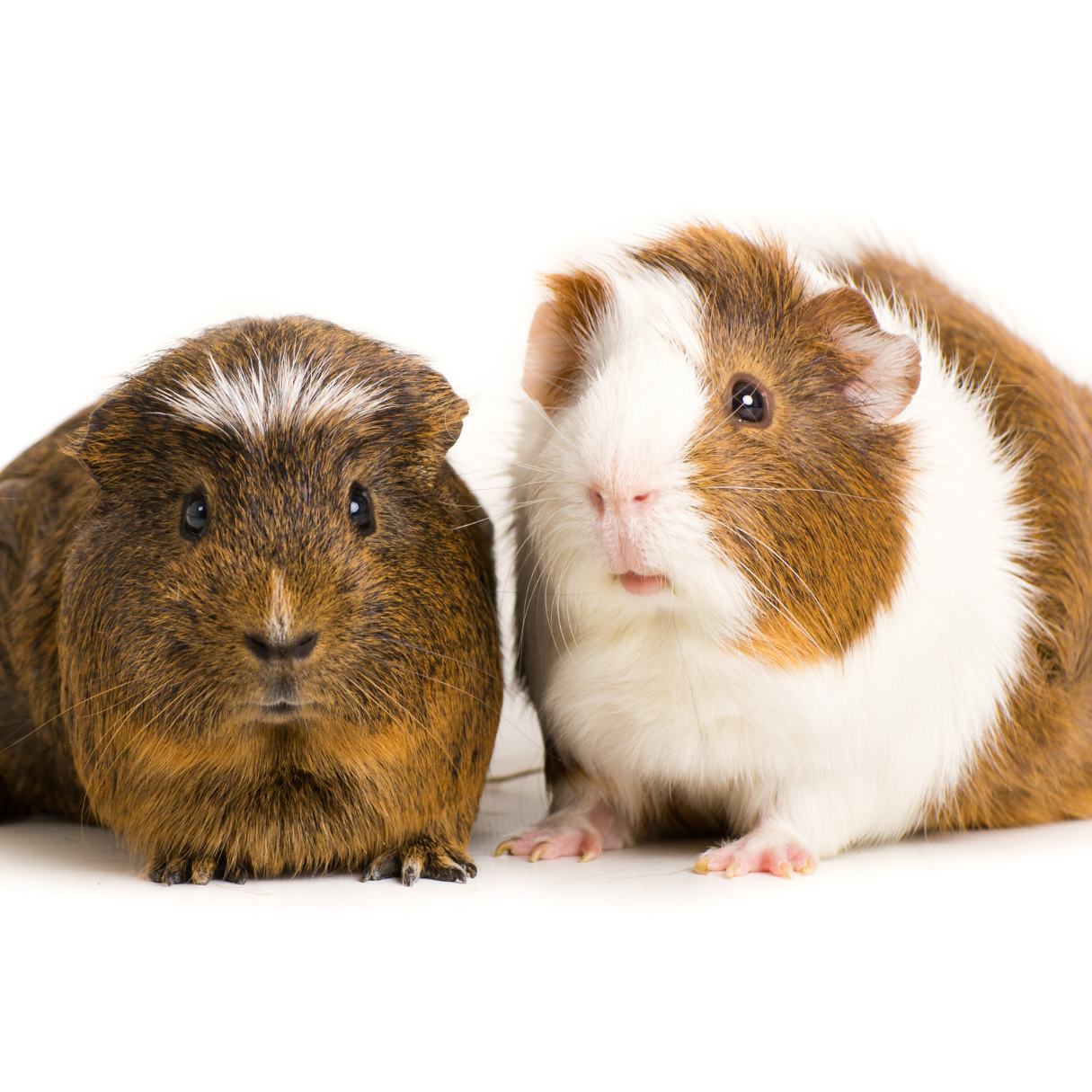 Guinea Pig