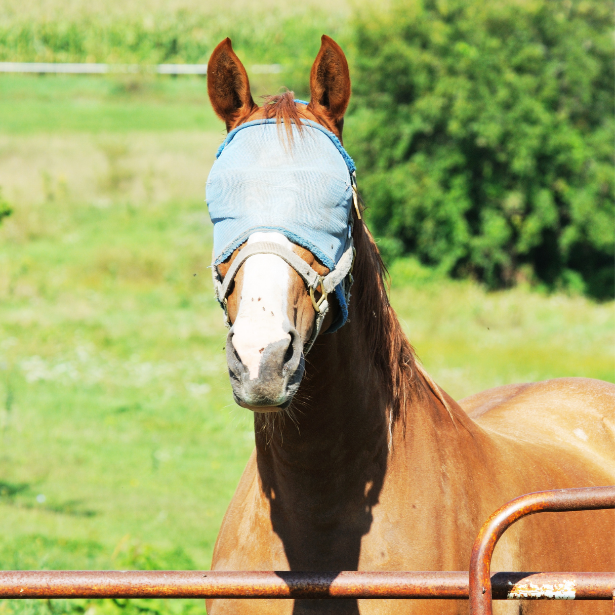 Horse Fly Control – Tom's Hay Farm