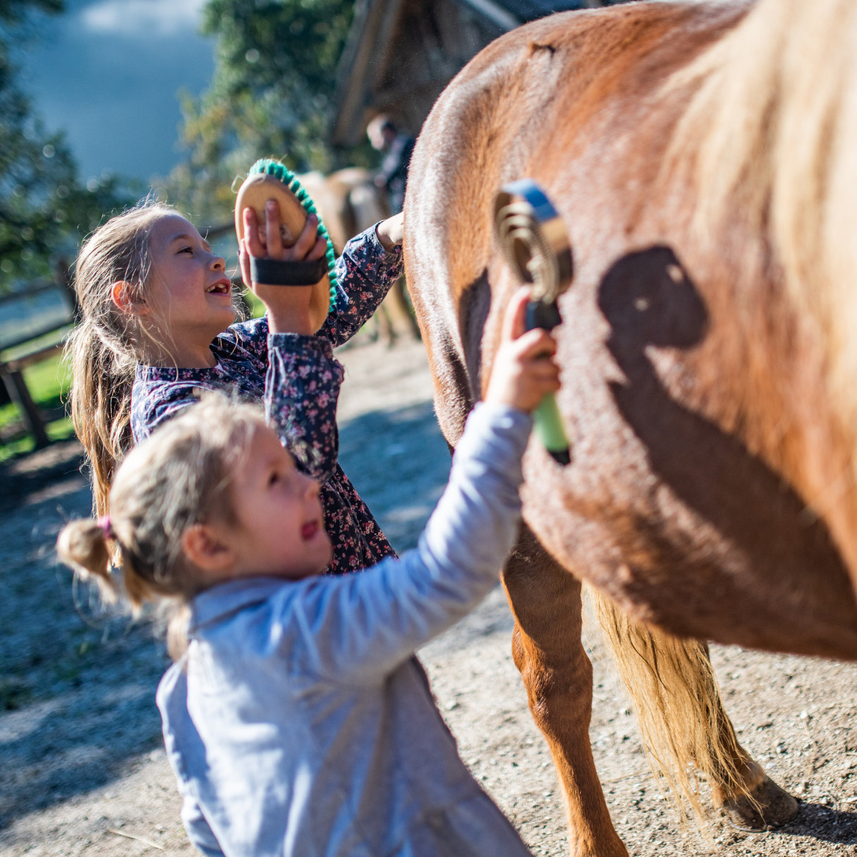 Horse Grooming