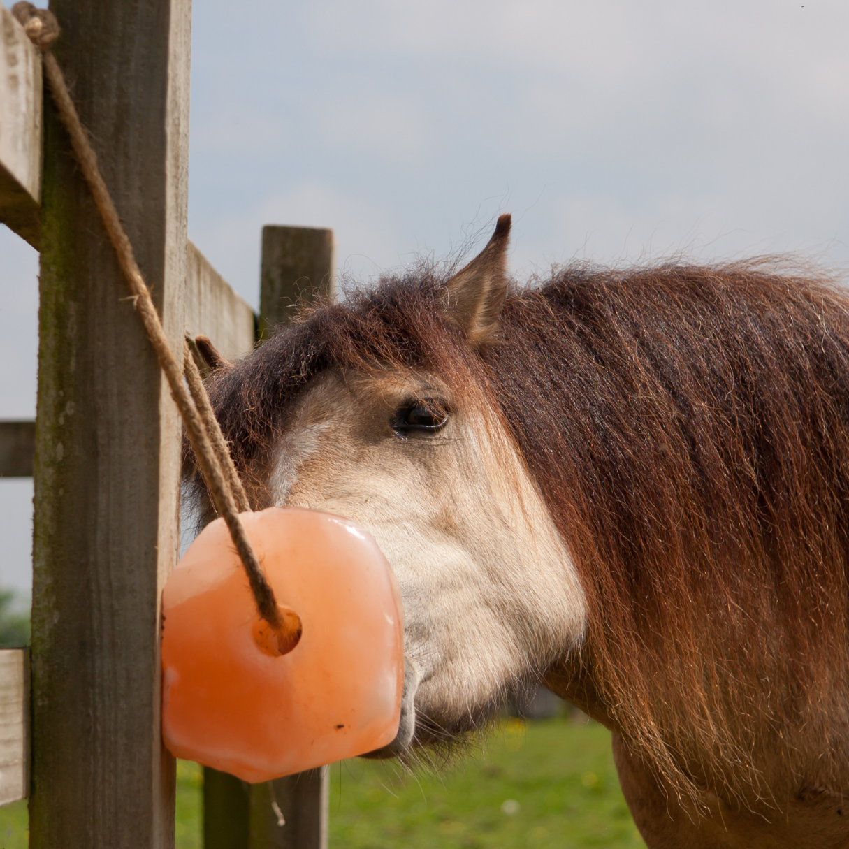 Horse Vitamins & Supplements