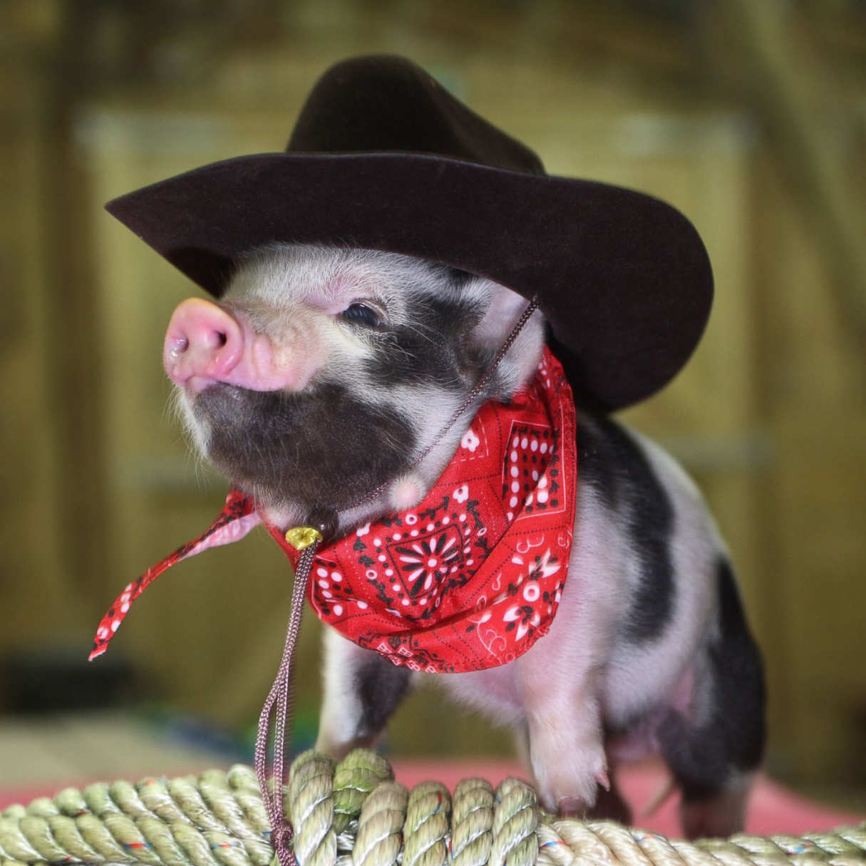 Mini Pig