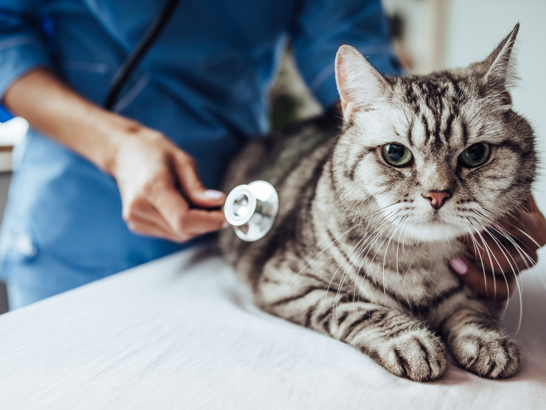 Cat Health & Pharmacy