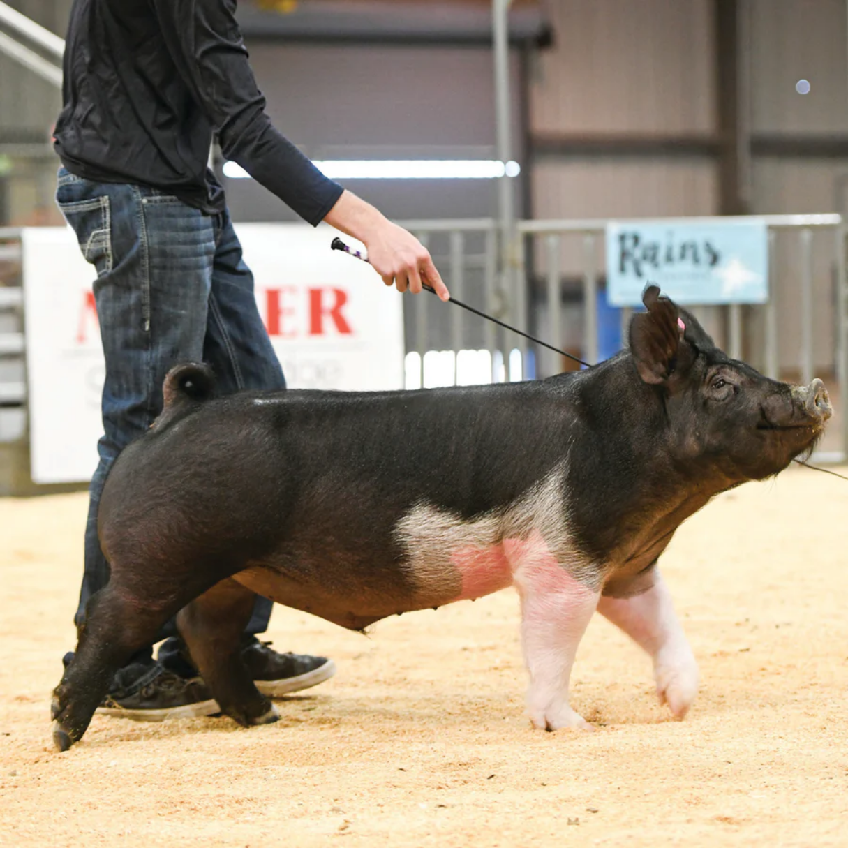 Pig Whips & Pipes