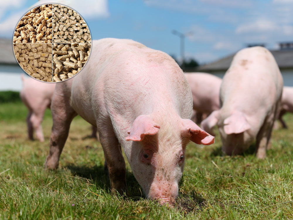 Pig Supplements