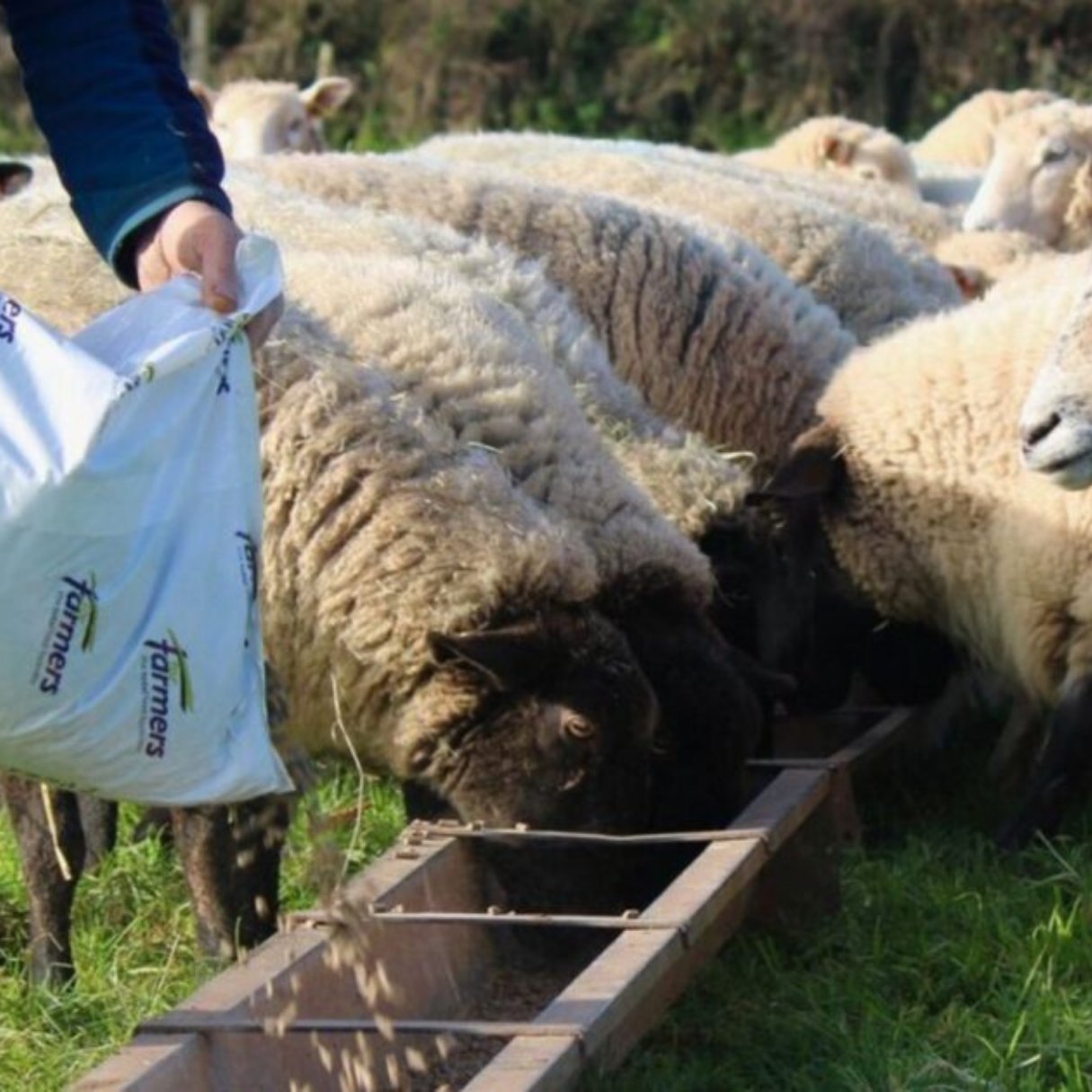 Sheep Feed