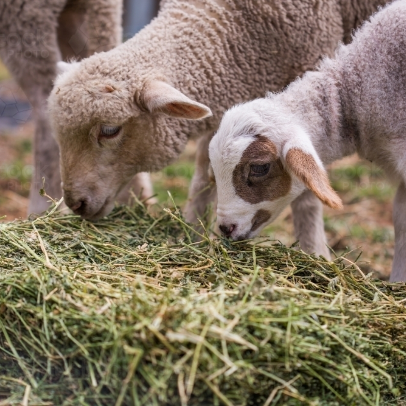 Sheep Feed