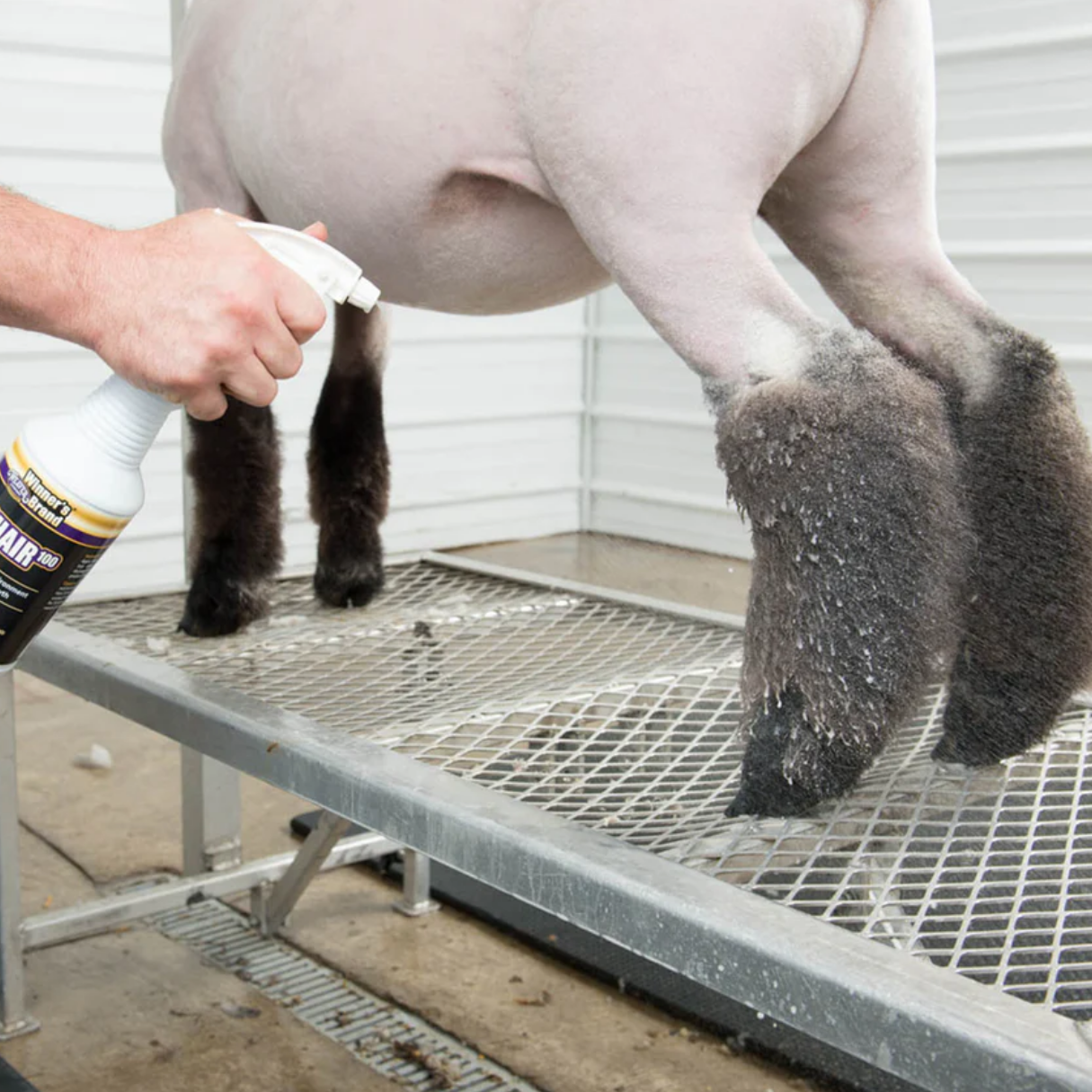 Sheep Shampoo & Conditioner