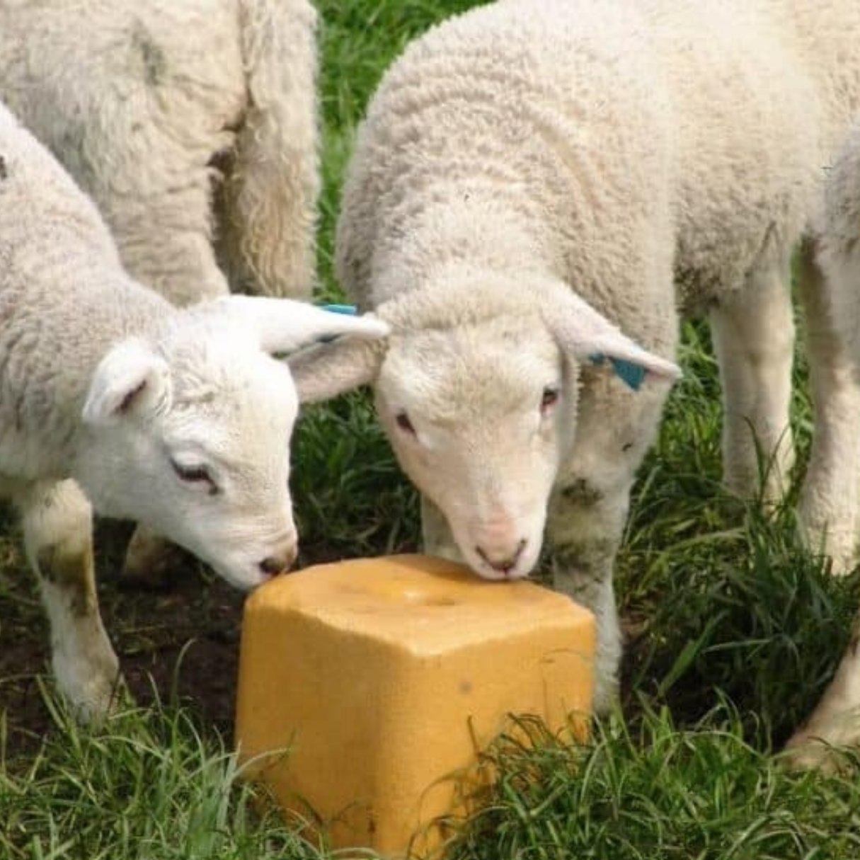 Sheep Supplements