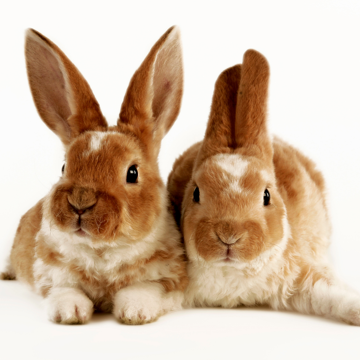 Small Pets