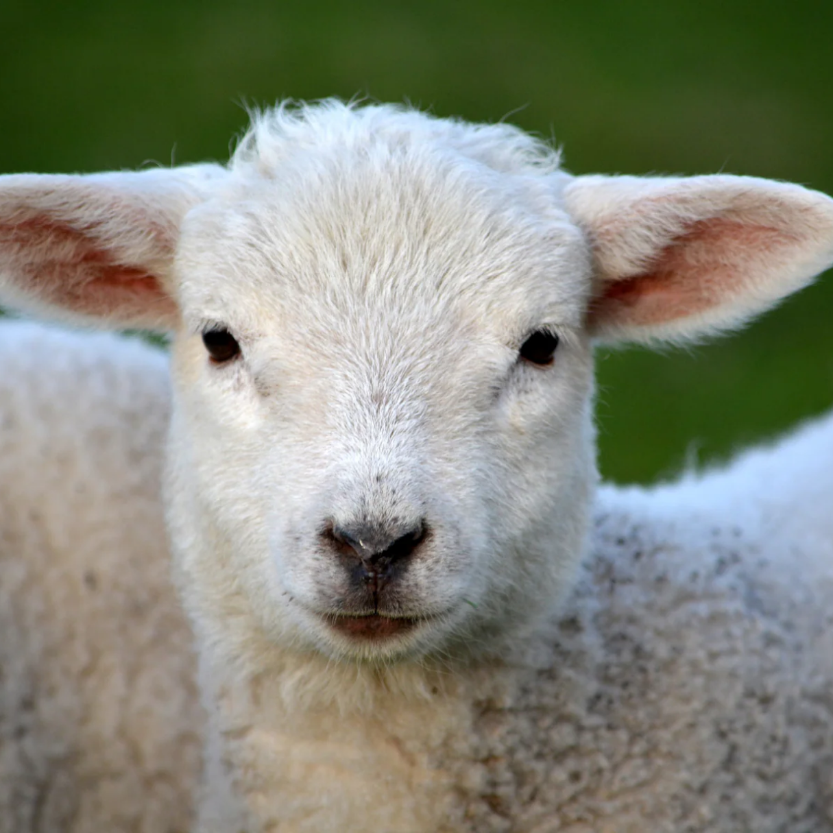 Sheep