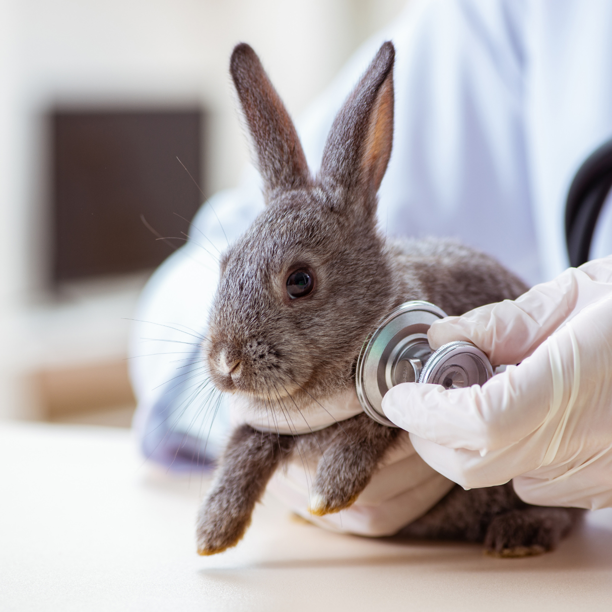 Small Pet Health & Pharmacy