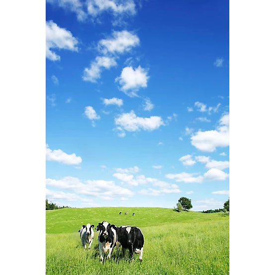 American Stockman Trace Mineral Salt Livestock Block, 50 lb