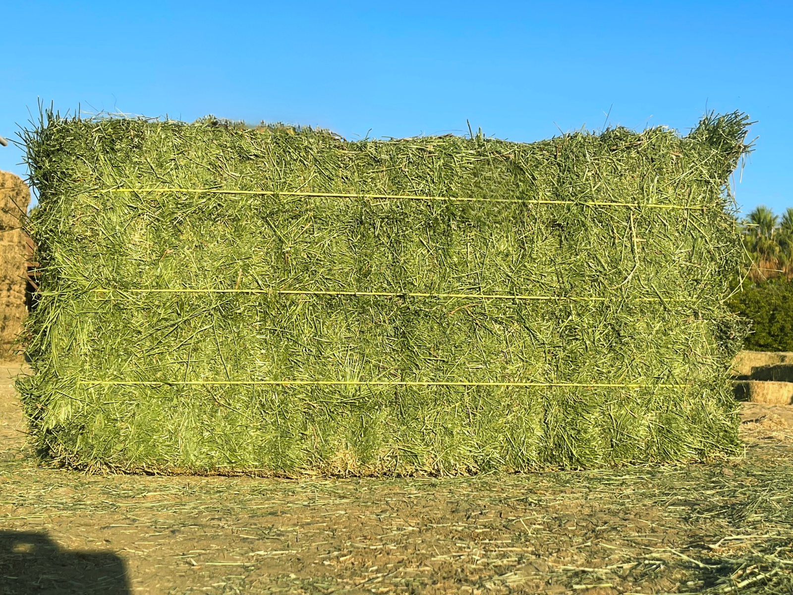Alfalfa #1