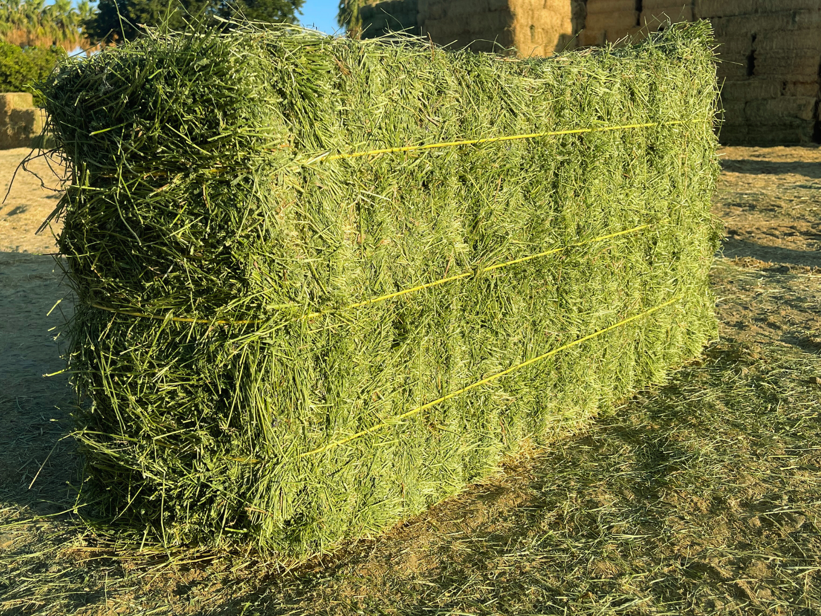 Alfalfa #1